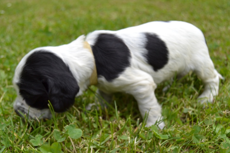 8e - fenka žlutá.JPG